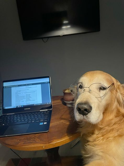 Perrito dorado con gafas frente a un laptop: una ruta clara para tu academia online