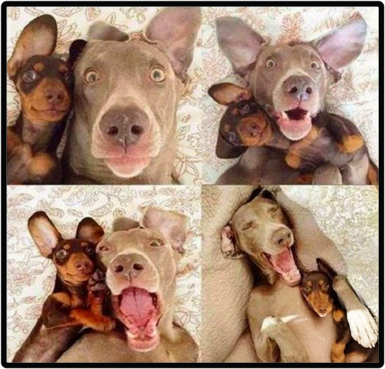 Dos perras posando juntas para selfies en cuatro fotos: en la academia no lo haces sola