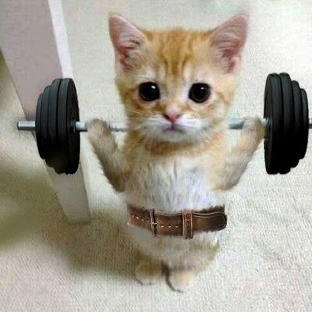 Gata naranja levantando pesas con cinturón de entrenamiento: tu talento es el punto de partida